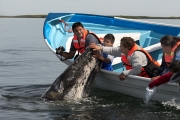 lWhales055Kid0047aS
